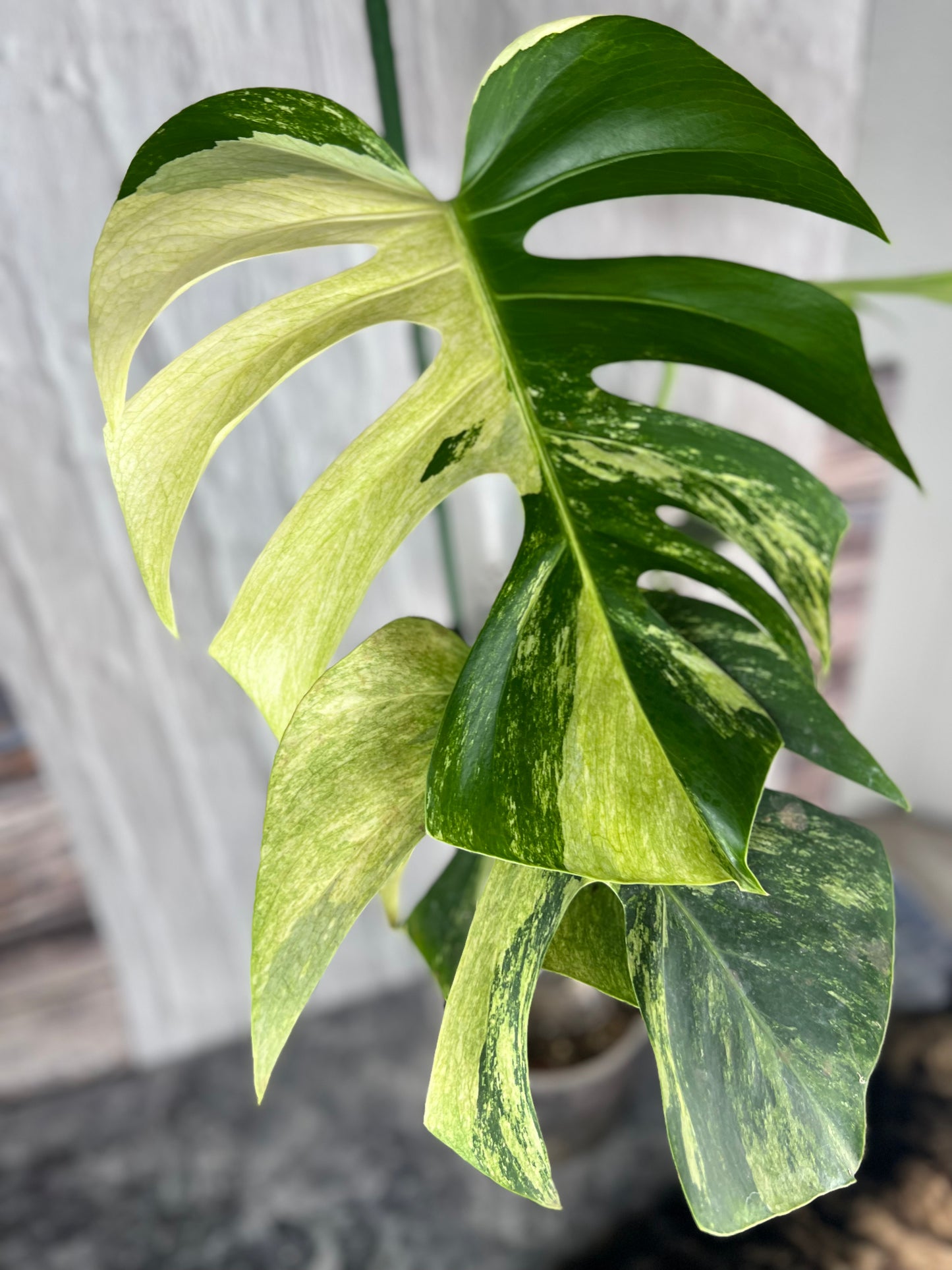 Variegated Monstera Deliciosa Mint
