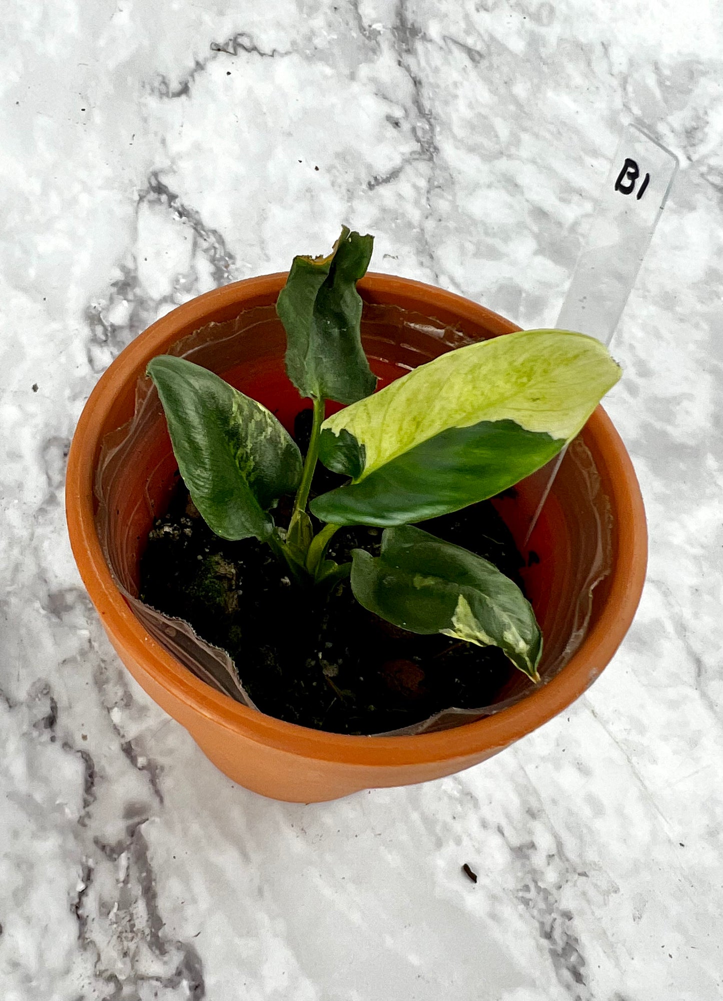 Variegated Homalomena sp.