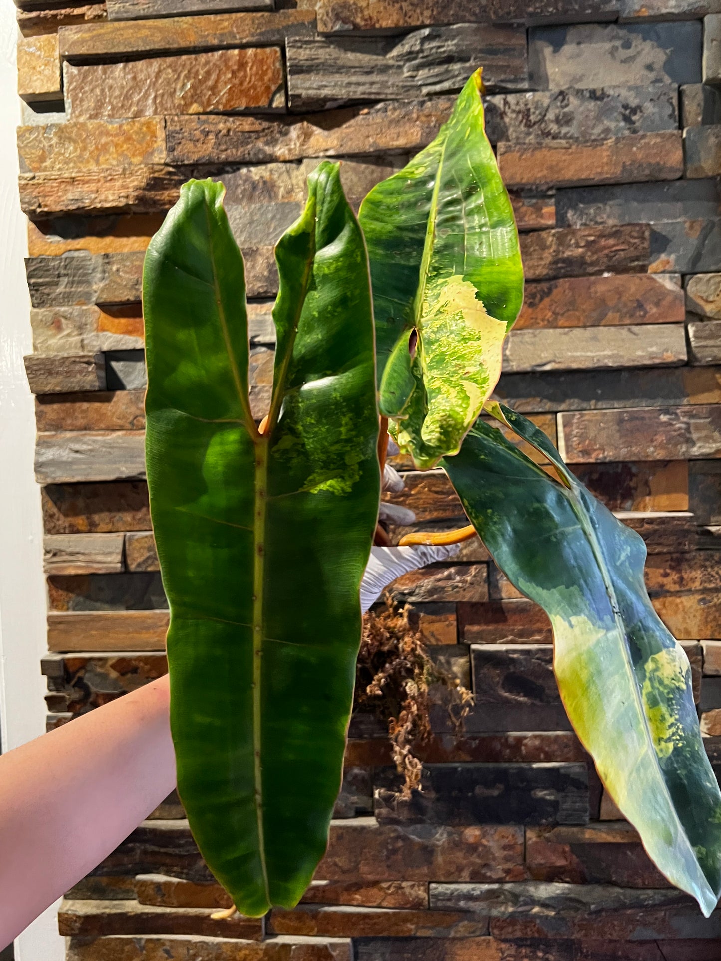 Variegated Philodendron Billietiae A1