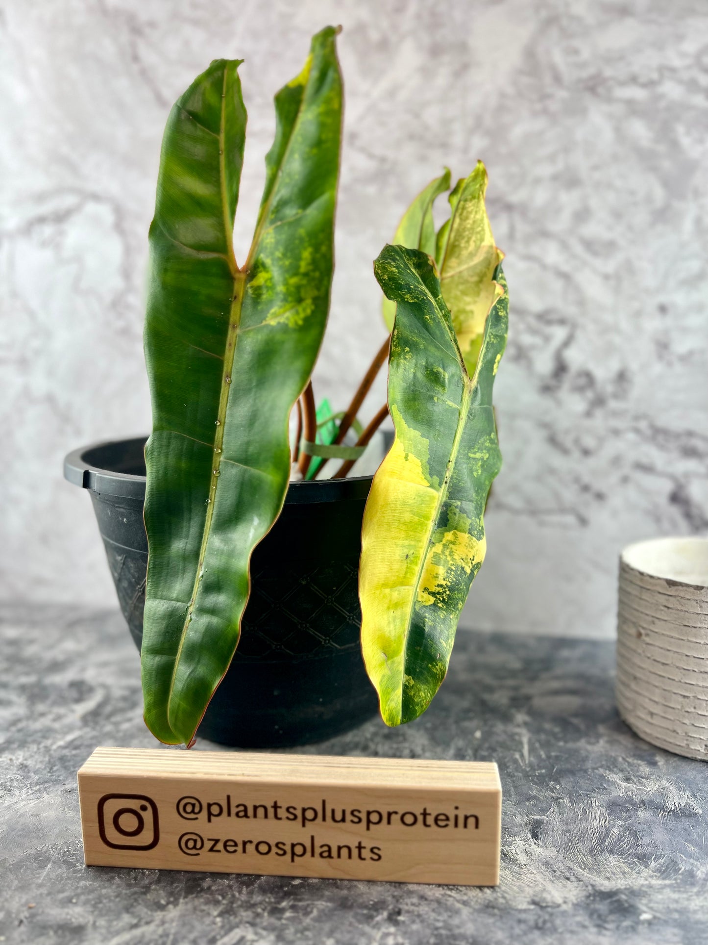 Variegated Philodendron Billietiae A1