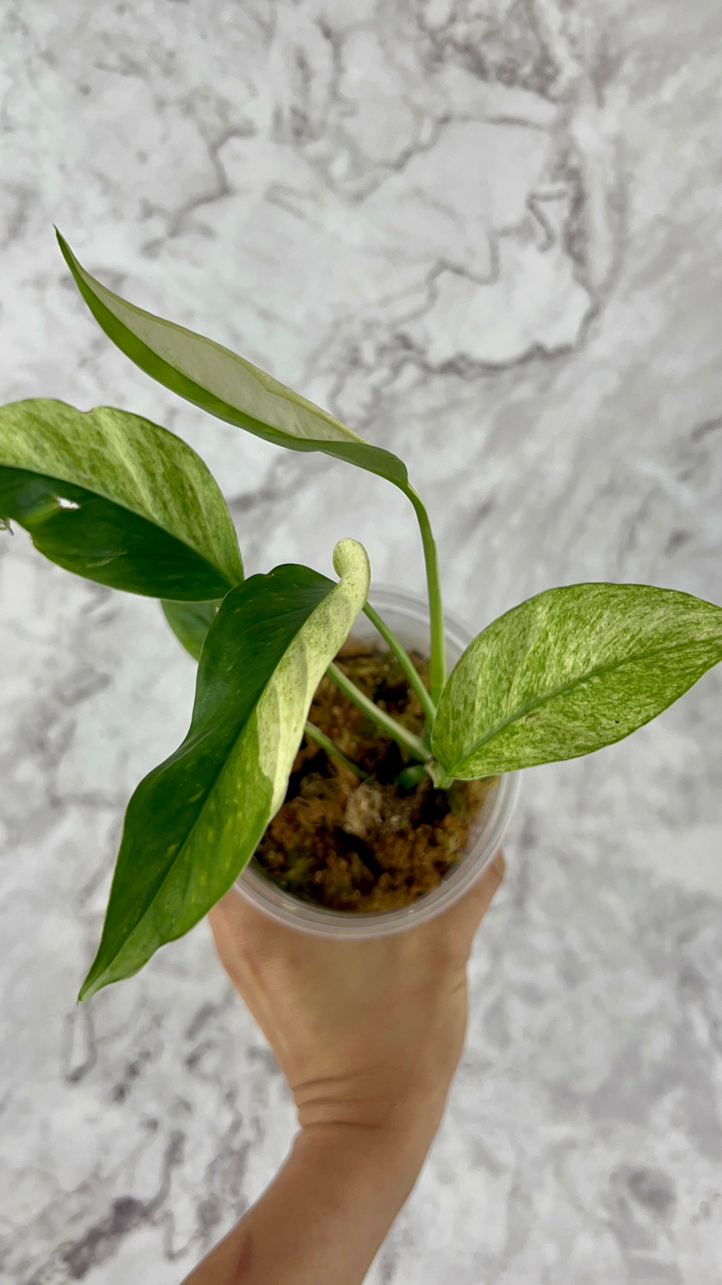Variegated Monstera Laniata
