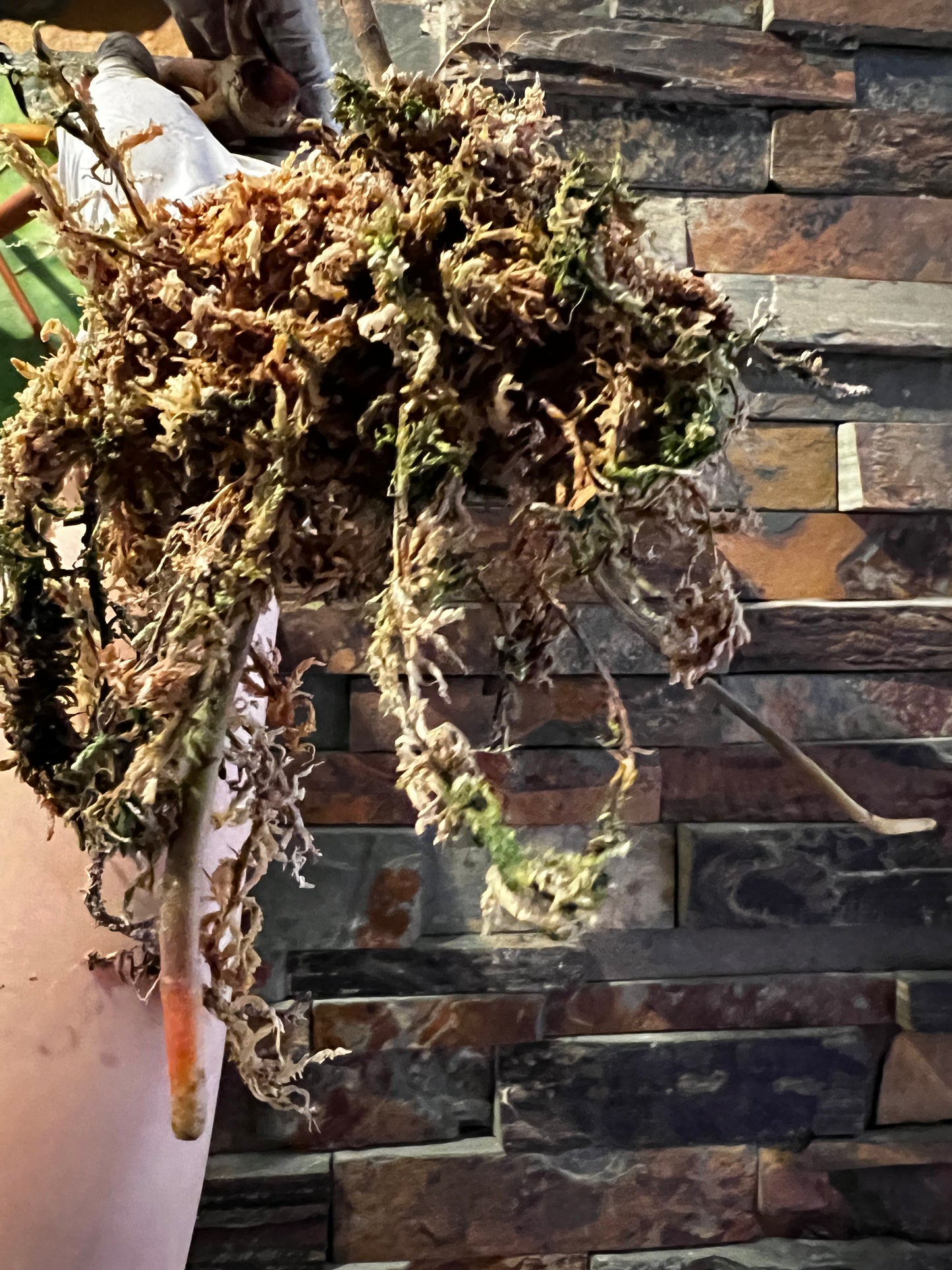 Variegated Philodendron Billietiae A1
