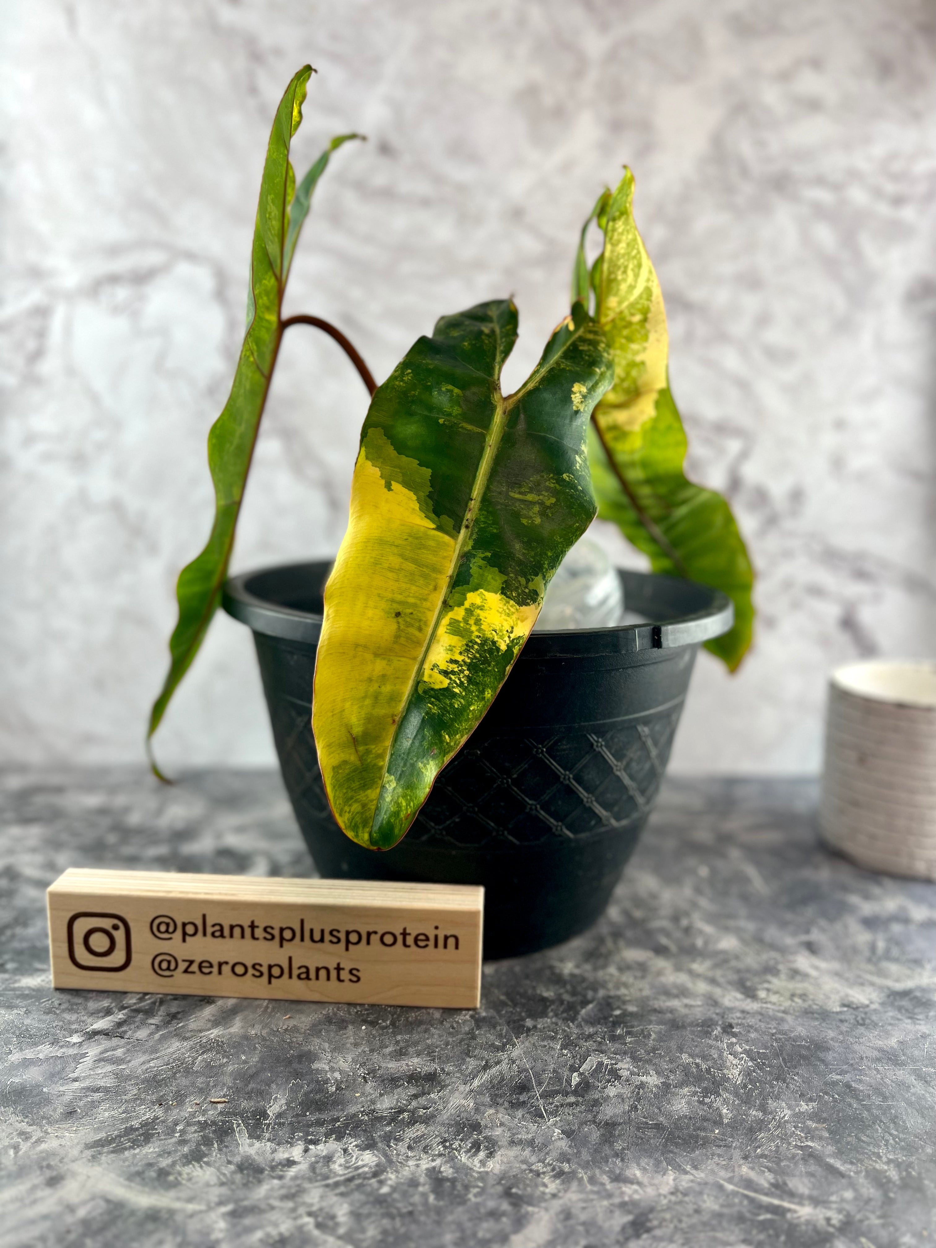 philodendron billietiae variegated for sale Philodendron Billietiae Variegated – Zero's Plants