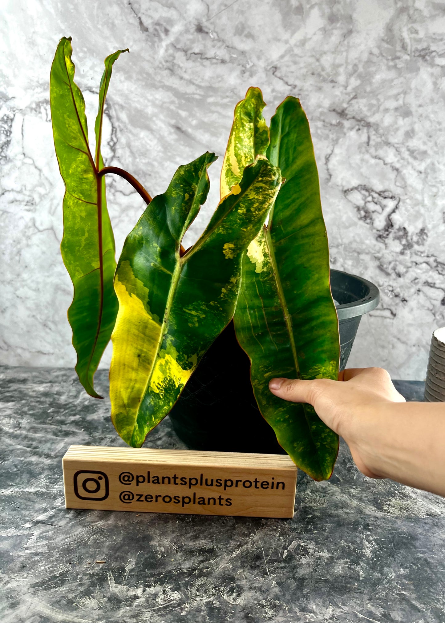 Variegated Philodendron Billietiae A1