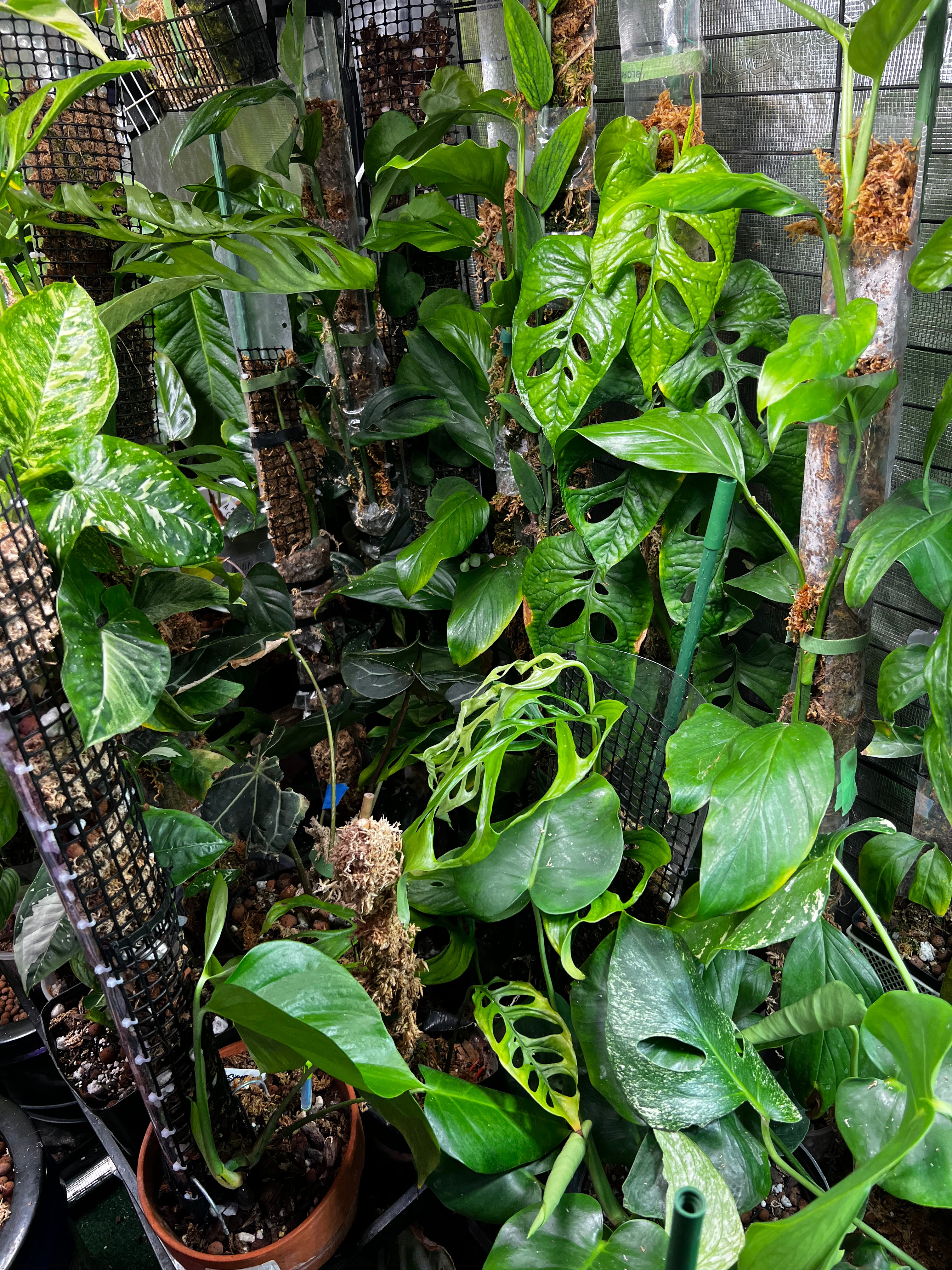monstera adansonii runner Rare Monstera Starter Pack – Zero's Plants