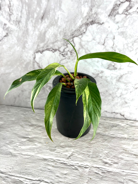 Rhaphidophora Megasperma Variegated