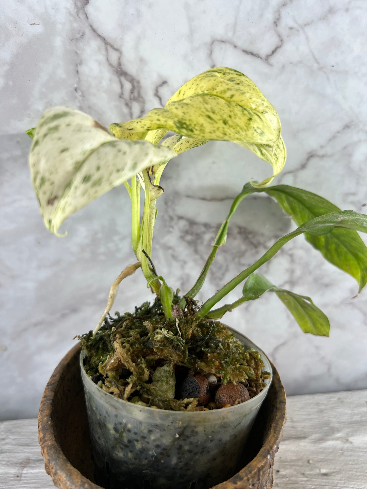 Variegated Rhaphidophora Puberula