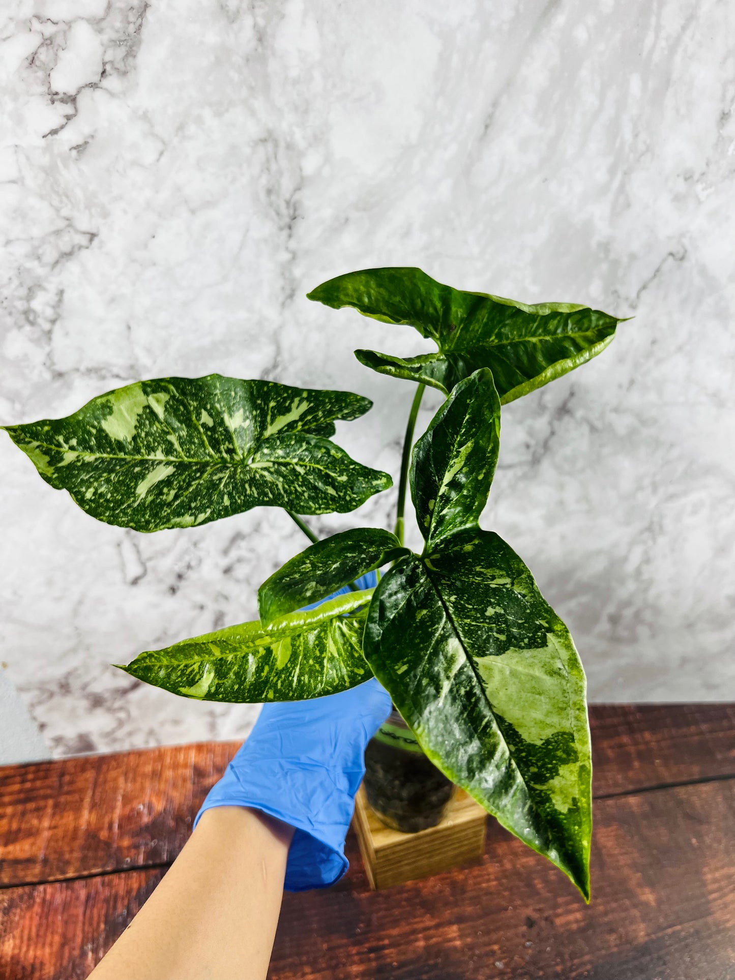 Syngonium Panda