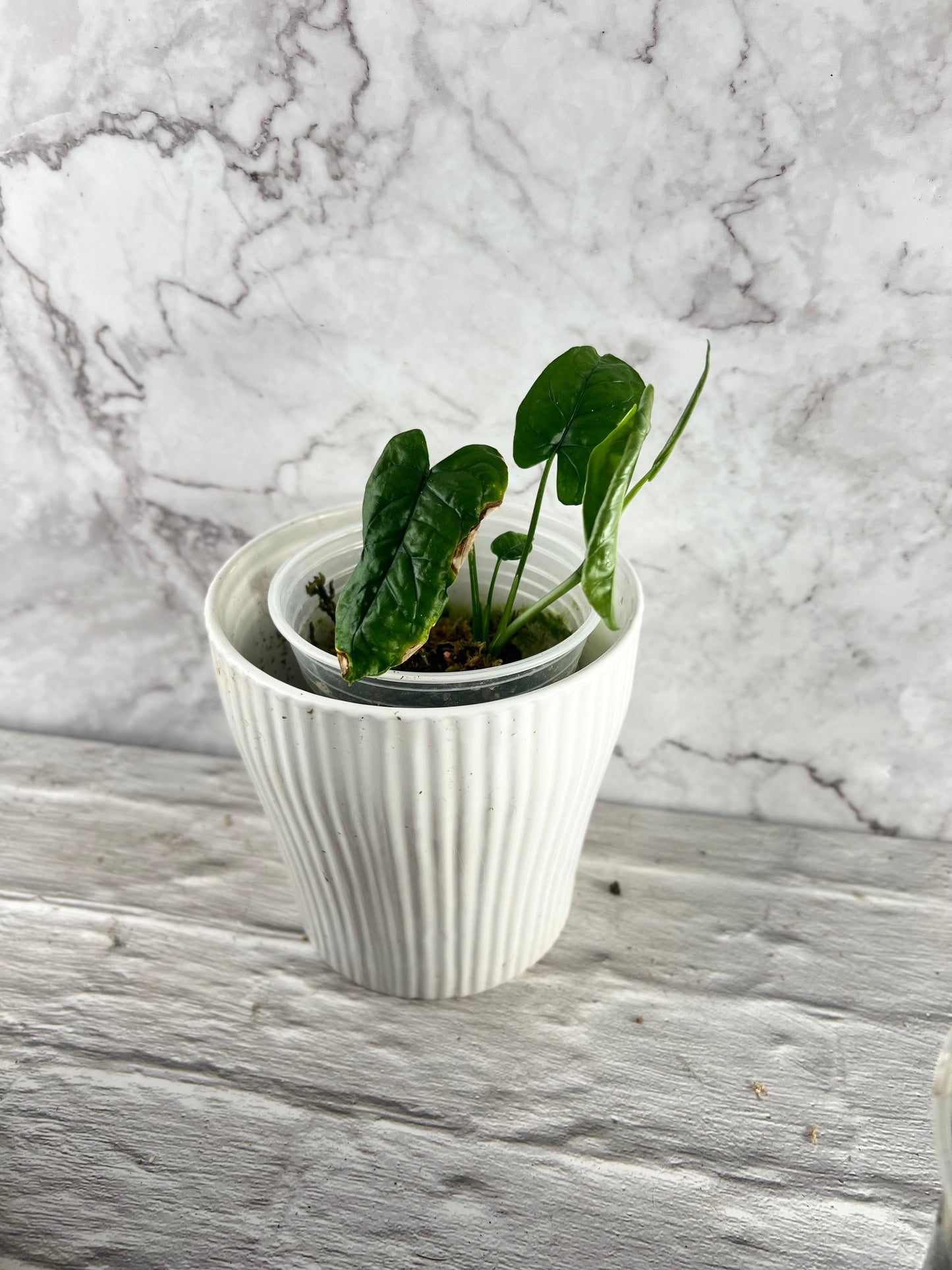Monstera Membranacea ‘Caribbean’