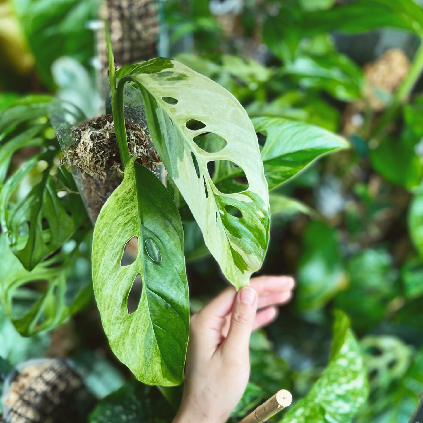 Variegated Monstera Laniata