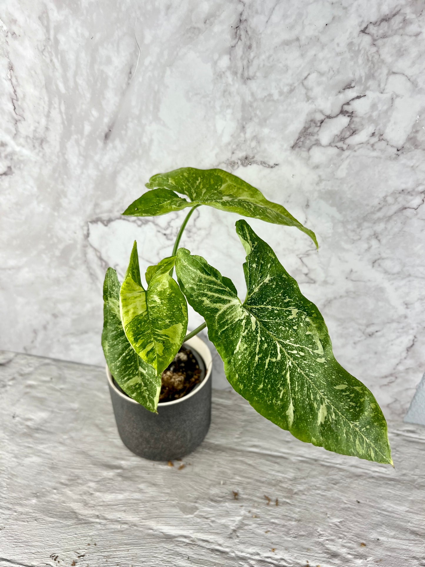 Syngonium Panda