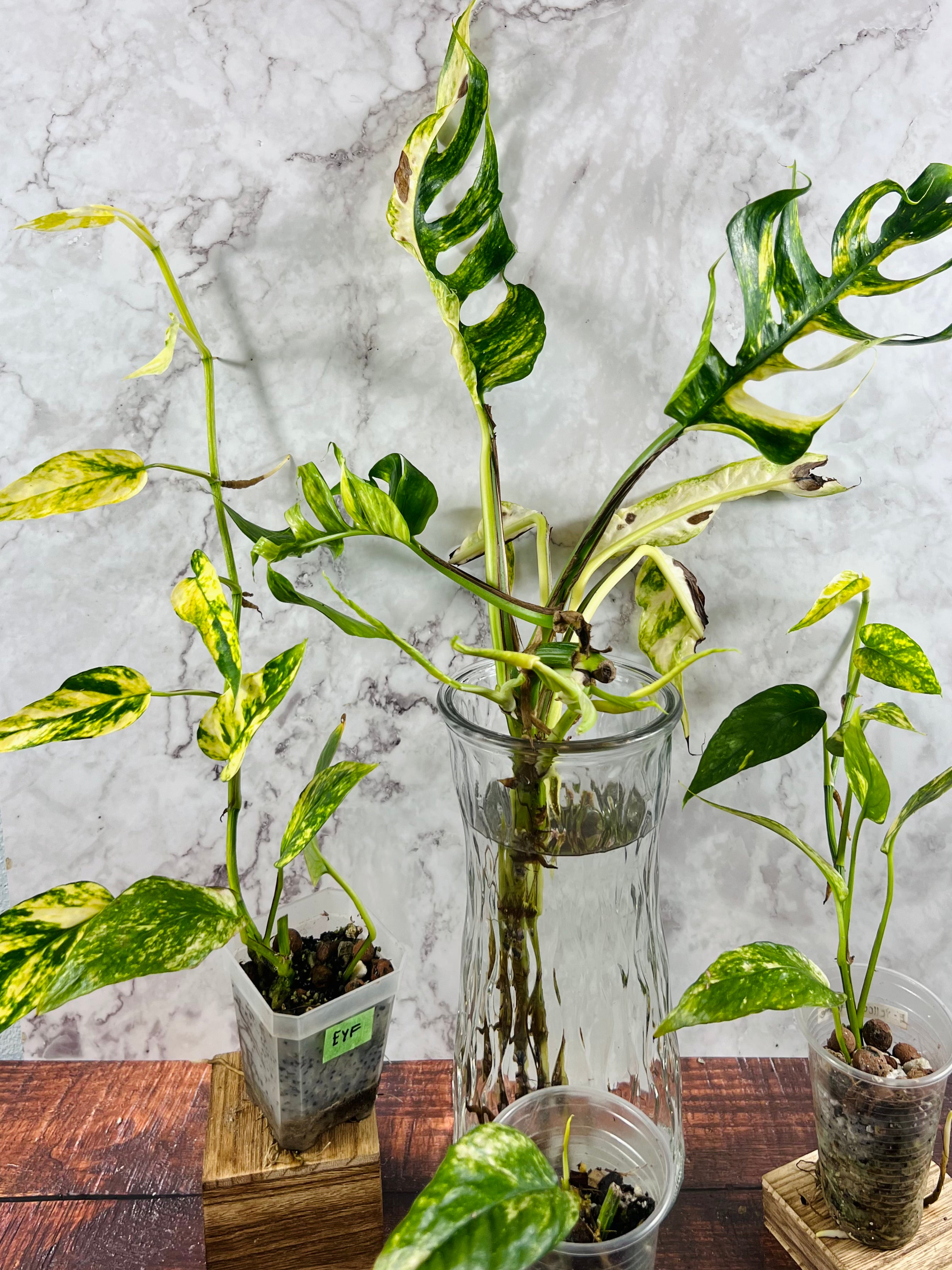 Epipremnum Yellow Flame Aurea - Small – PlantyTown