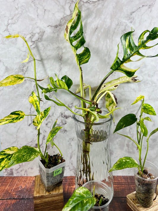 Epipremnum Yellow Flame