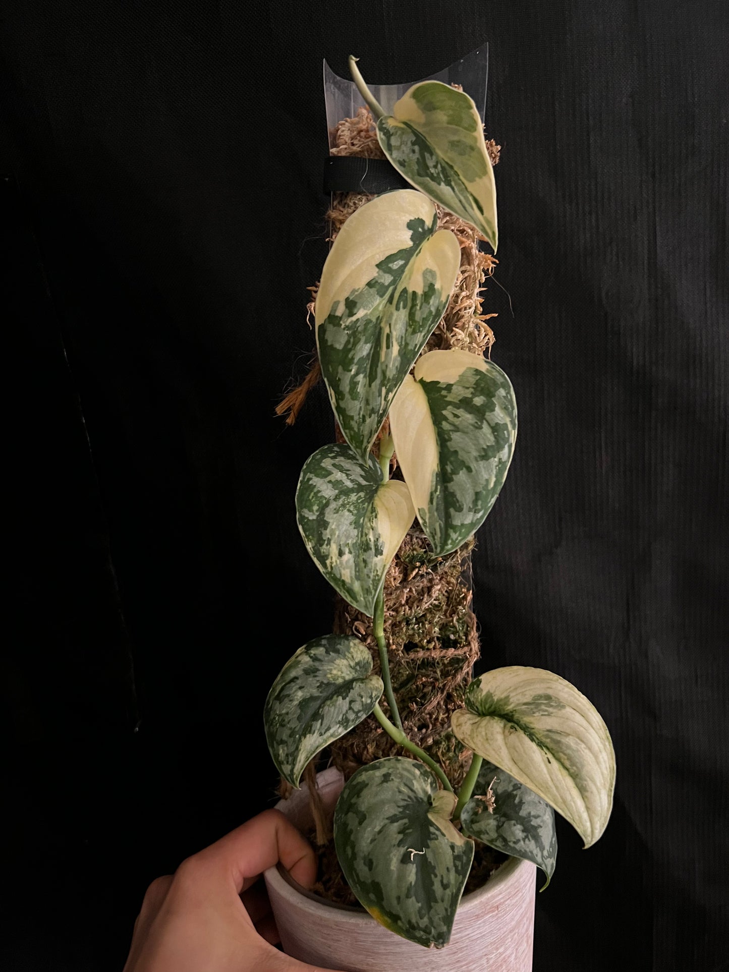Scindapsus ‘Mayari’