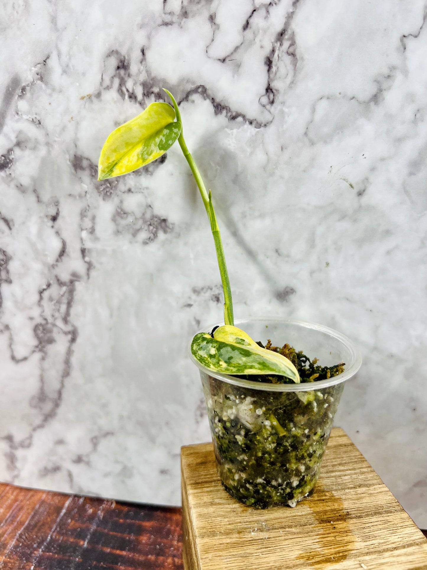 Scindapsus ‘Apolaki’