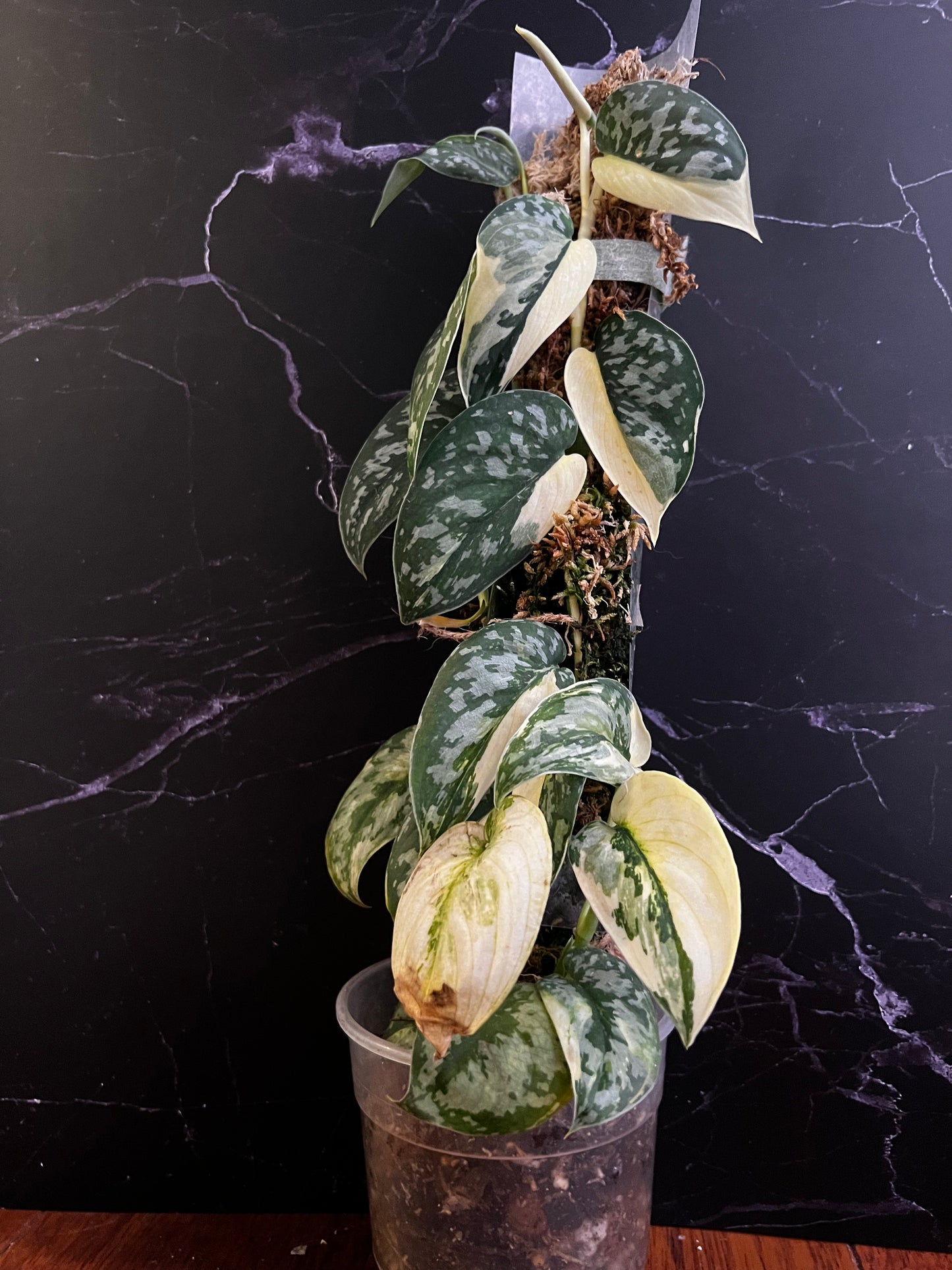 Scindapsus ‘Mayari’