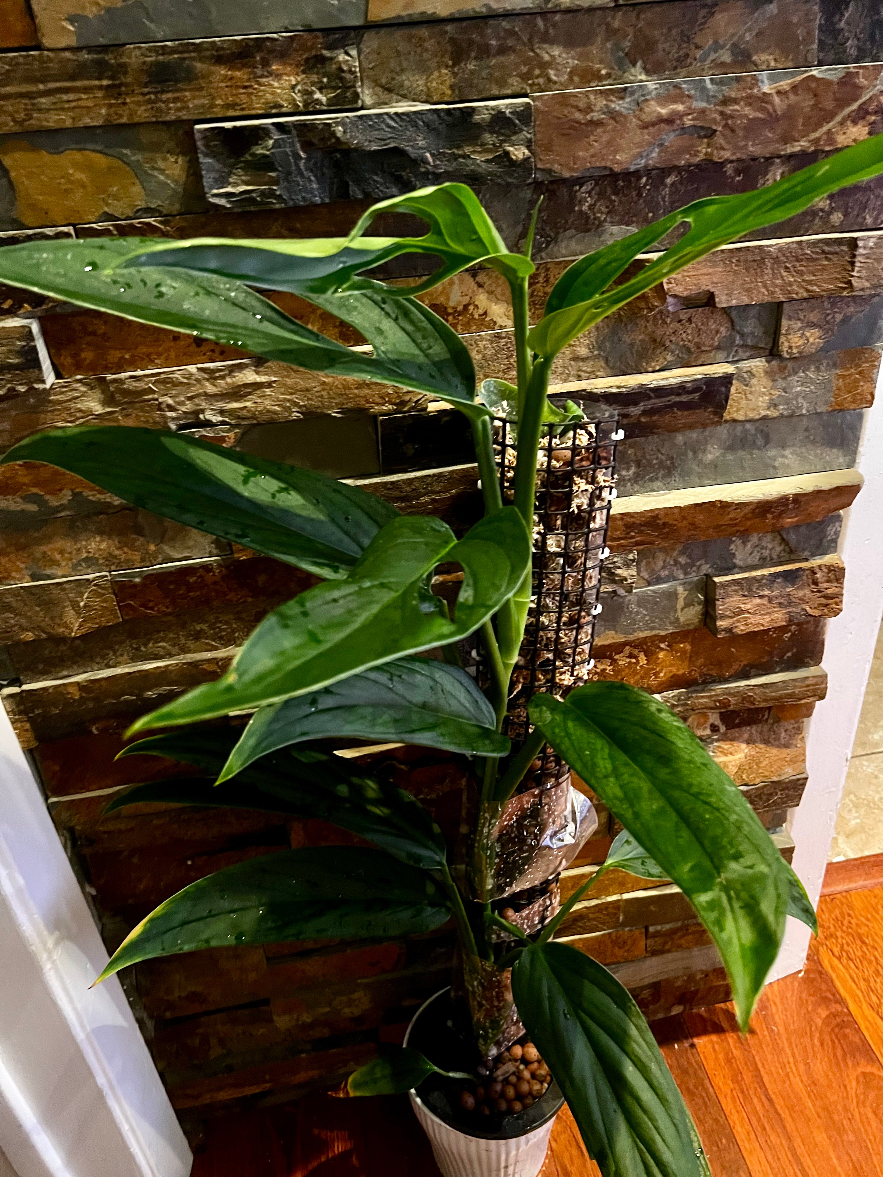 Monstera Obliqua 'Colombia' – Zero's Plants