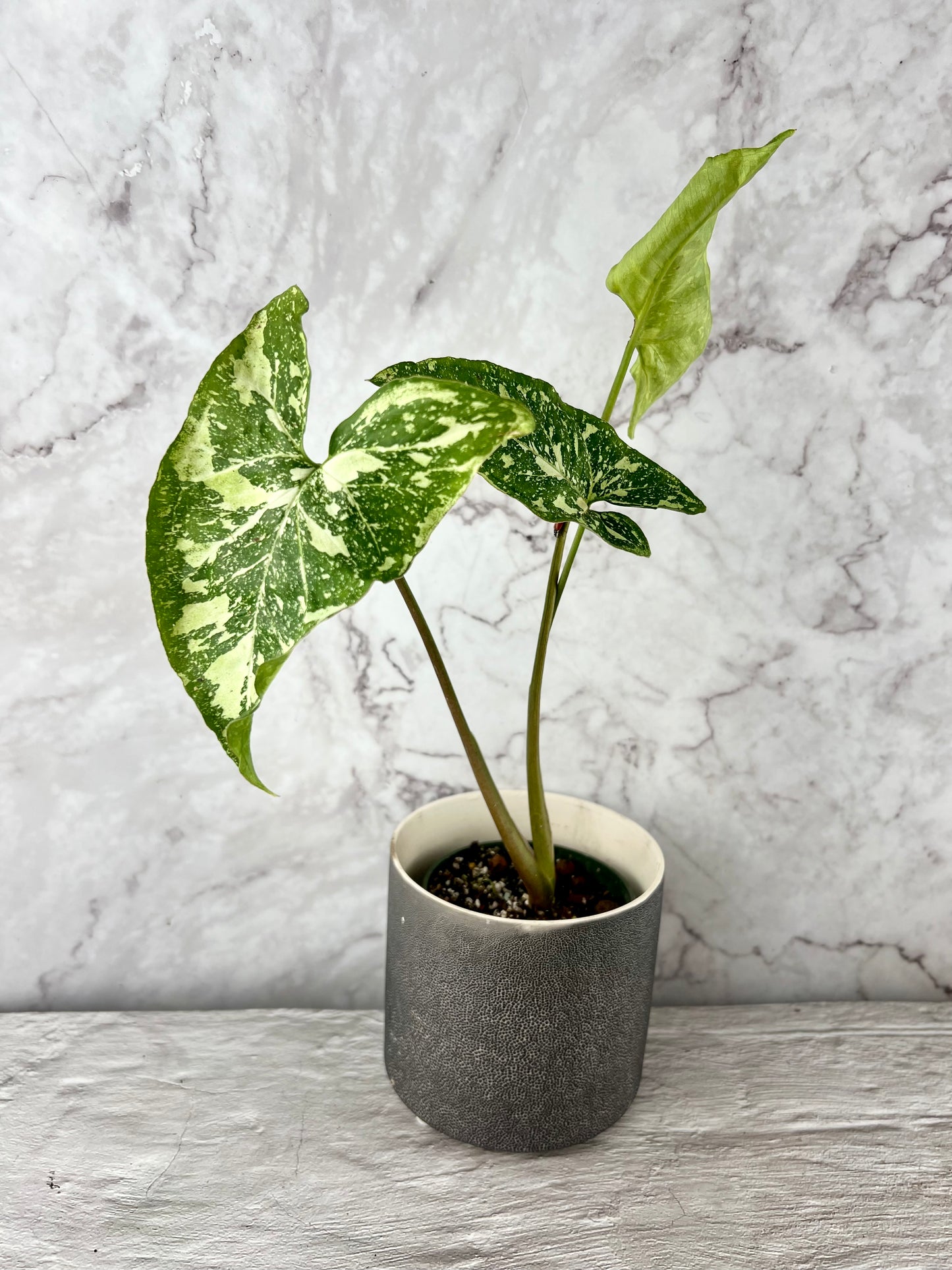Syngonium Panda