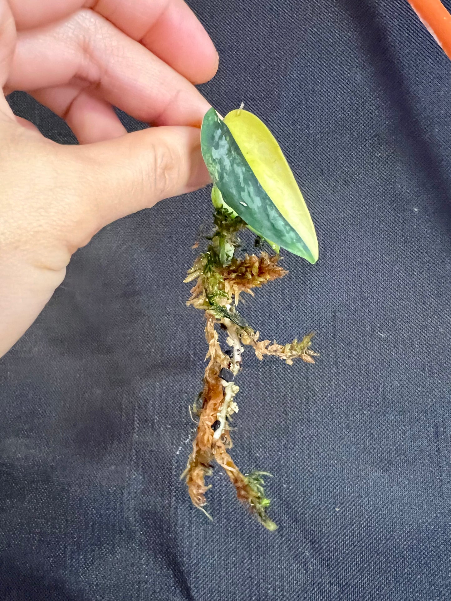 Scindapsus ‘Apolaki’