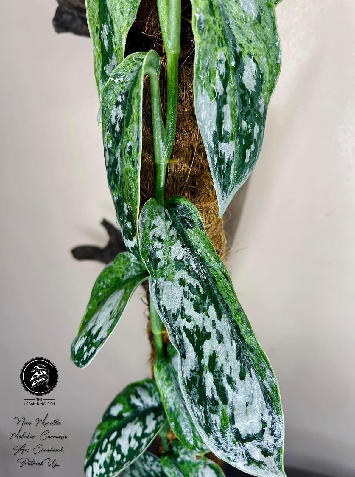 Scindapsus ‘Paraluman’