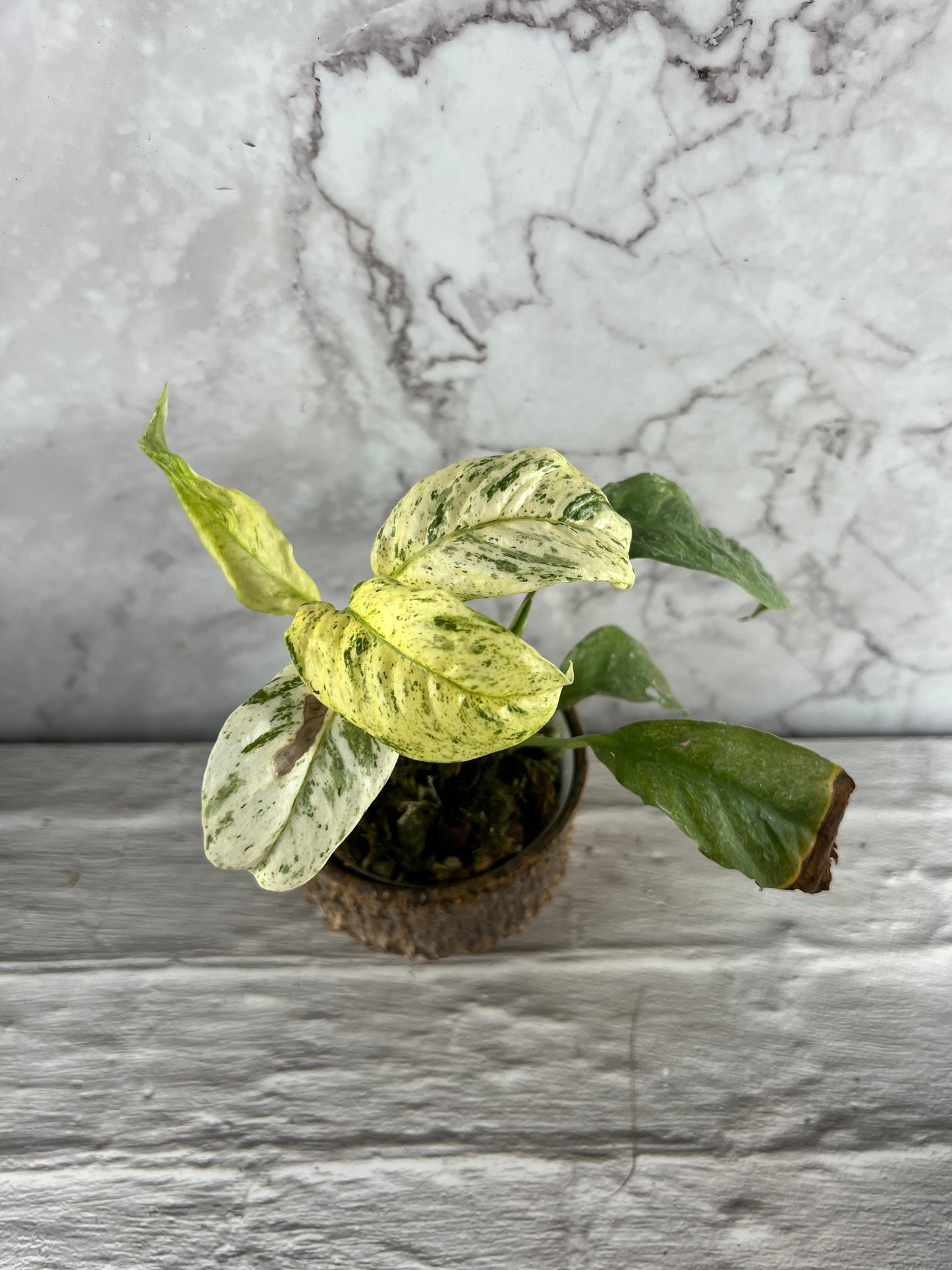 Variegated Rhaphidophora Puberula