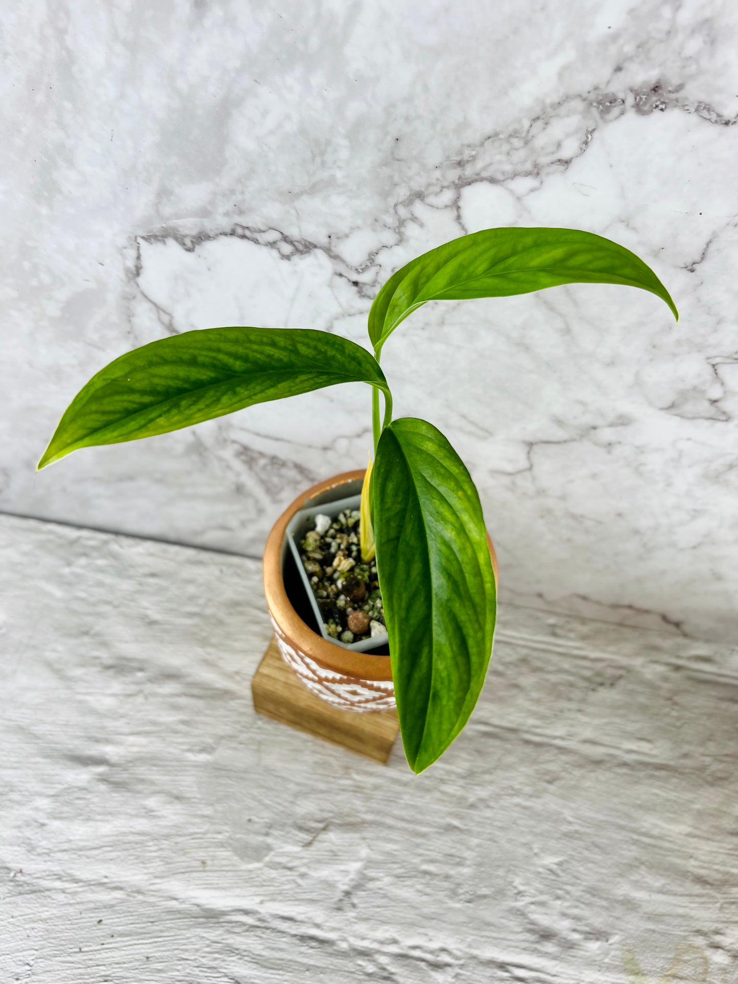 Monstera Obliqua ‘Bolivia’