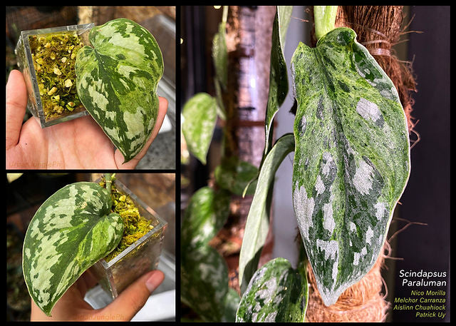 Scindapsus ‘Paraluman’