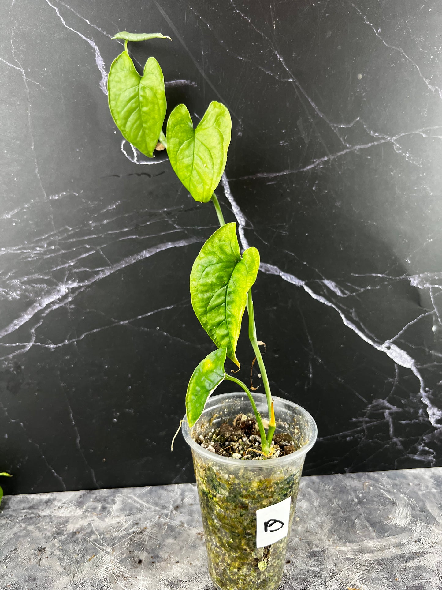 Monstera Membranacea ‘Caribbean’