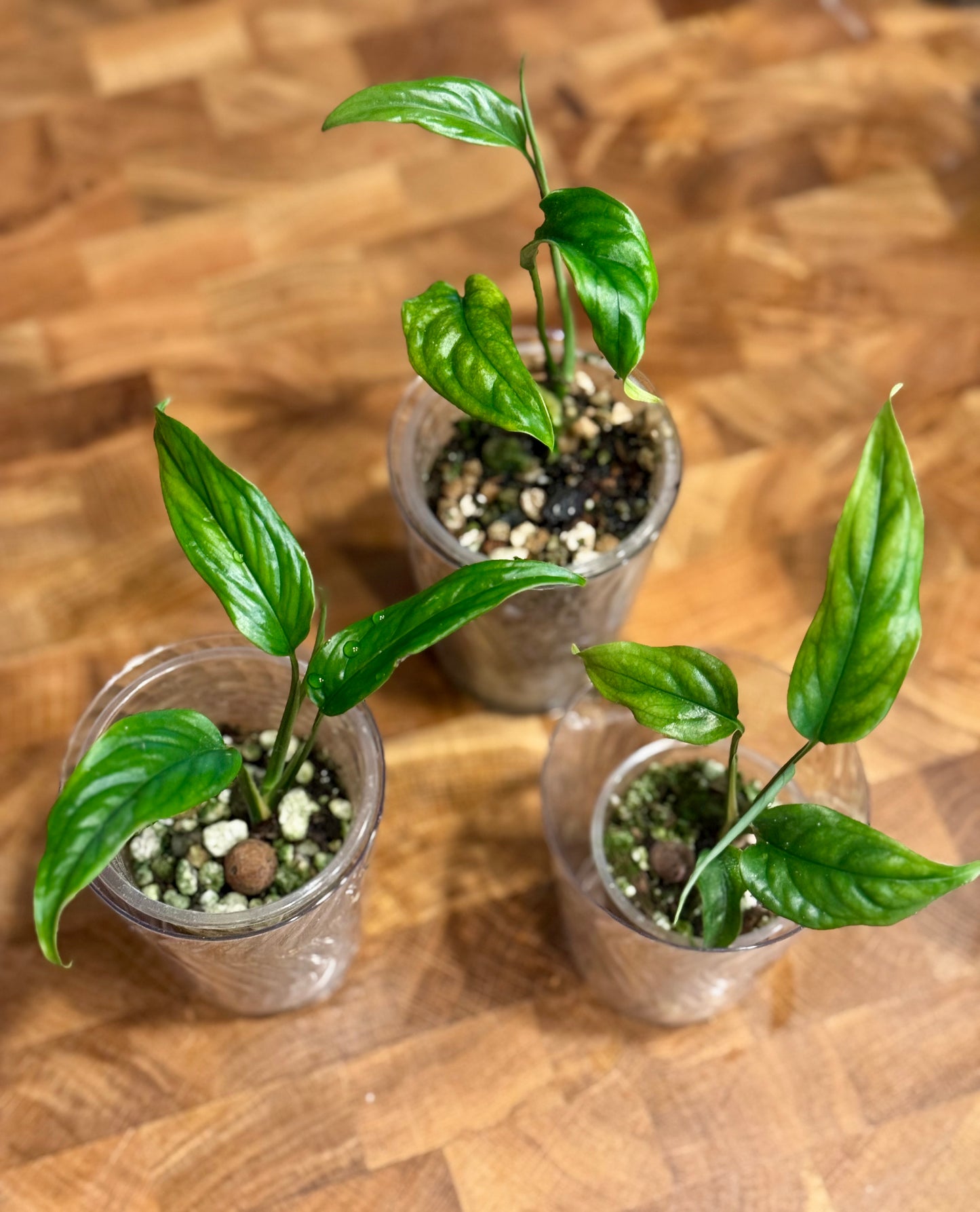 Monstera Obliqua ‘Filamentous’ | (Monstera Gracilis Aff.)