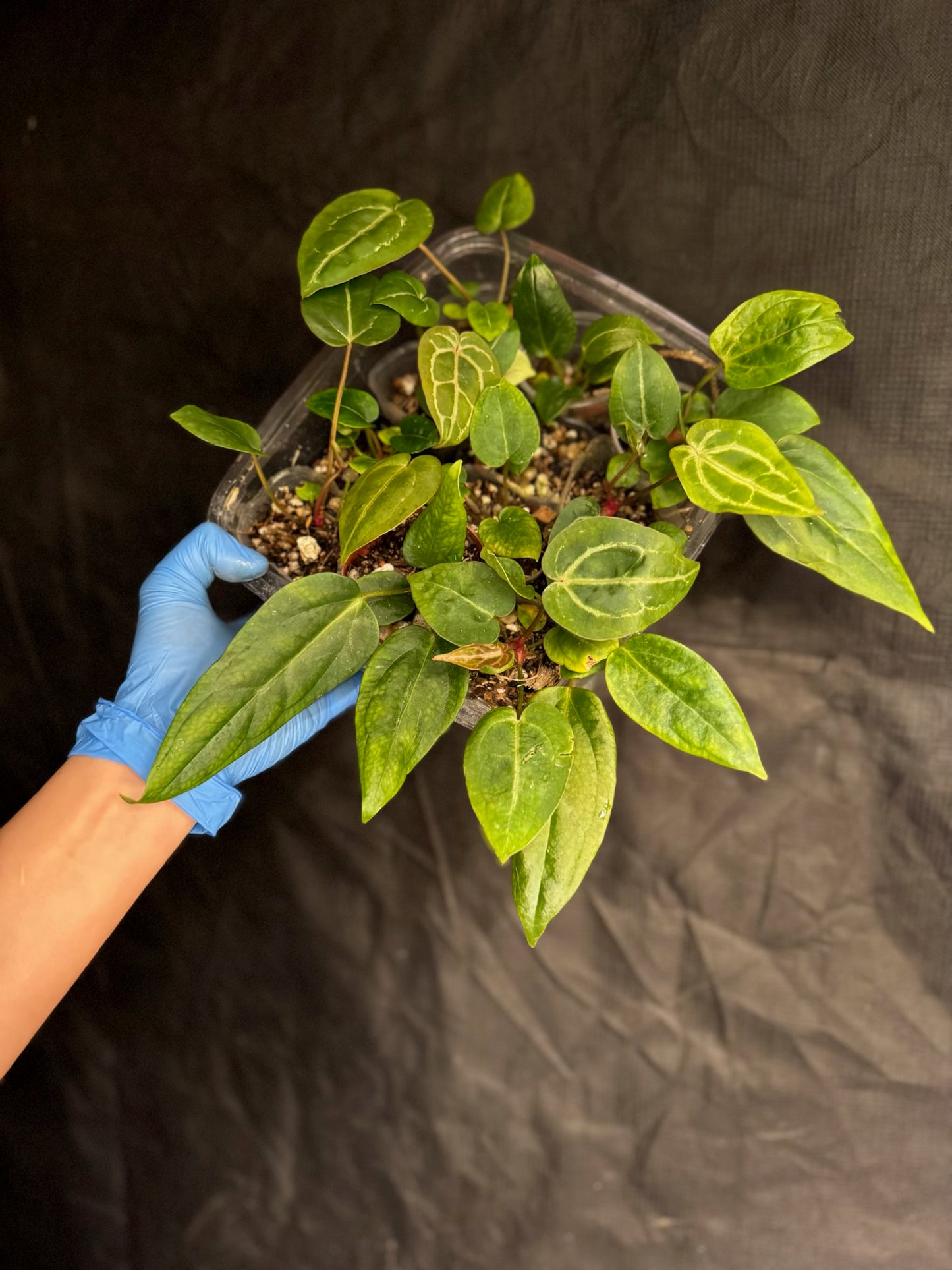 Anthurium (Red Crystallinum x NSE Portillae) x Ree Gardens Portillae | Seedlings