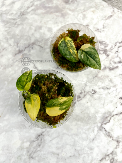 Scindapsus ‘Apolaki’