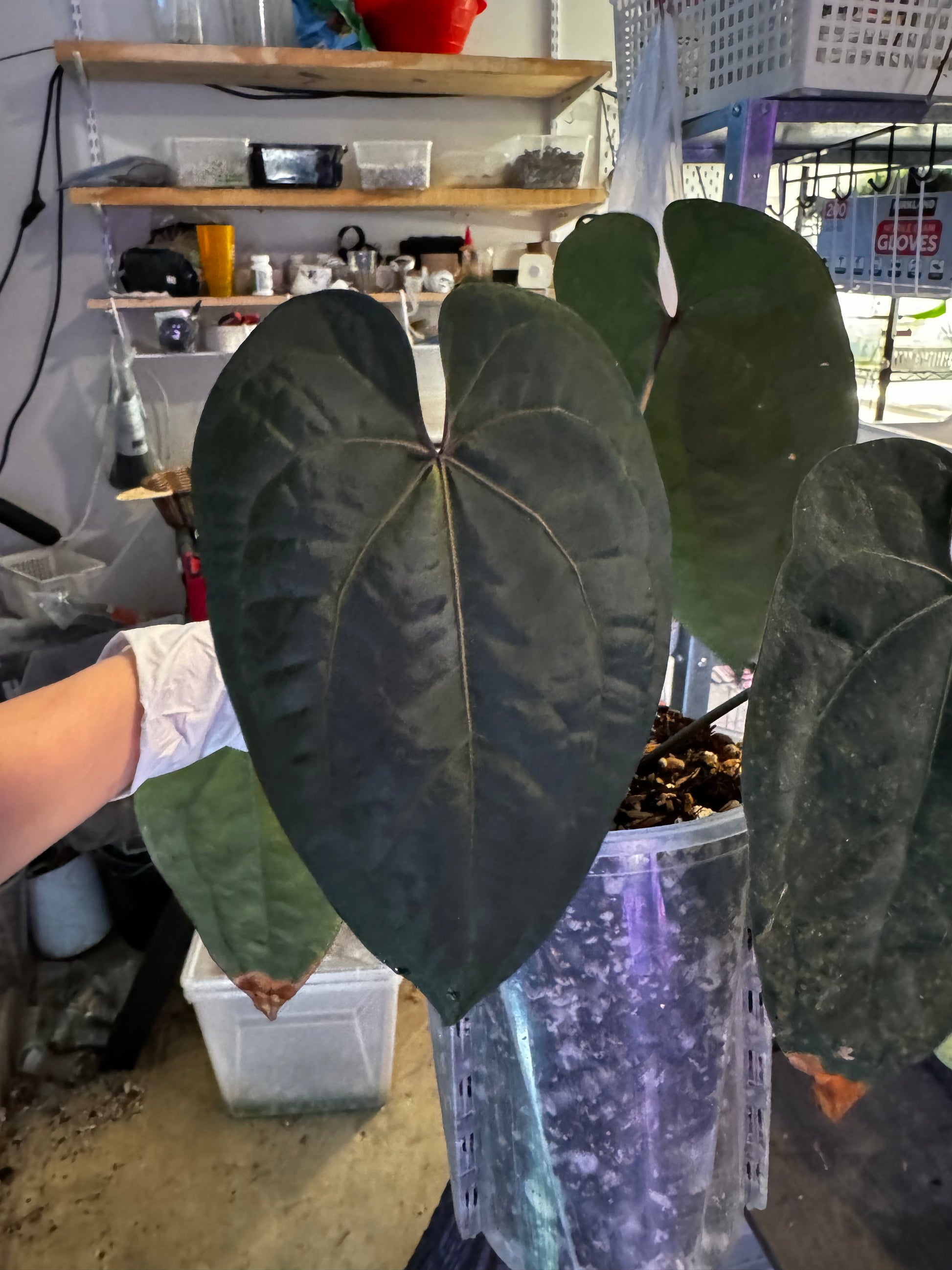 Anthurium Ace of Spades (Dark form) – Zero’s Plants