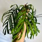 Monstera Croatii