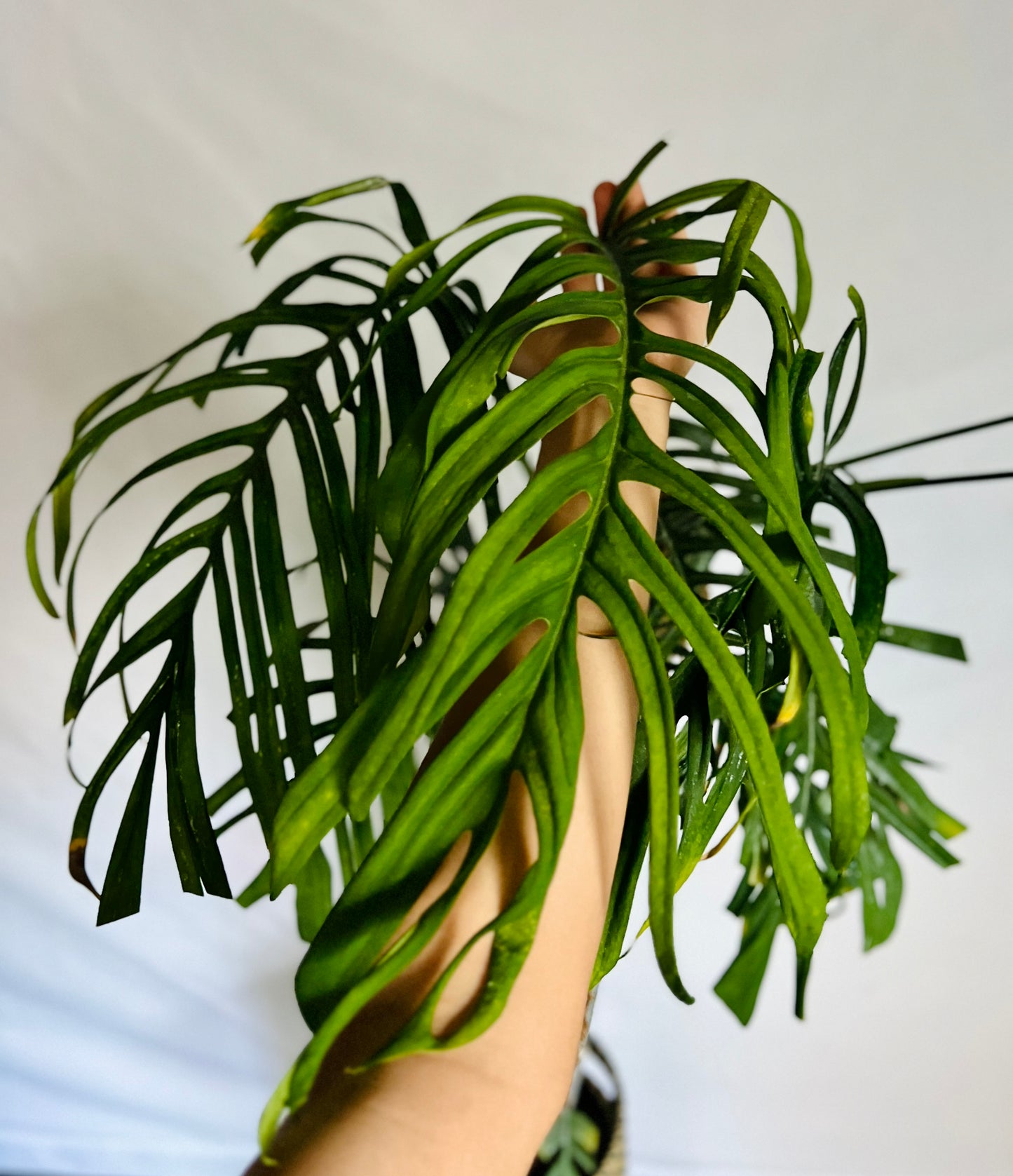Monstera Croatii