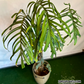 Monstera Croatii