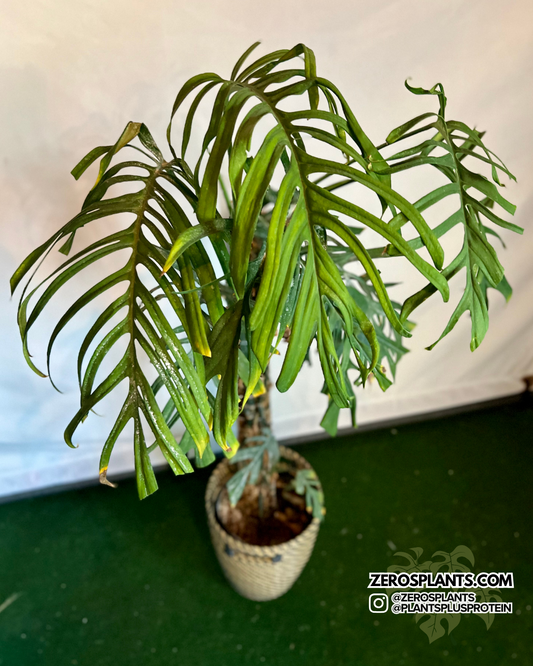 Monstera Croatii