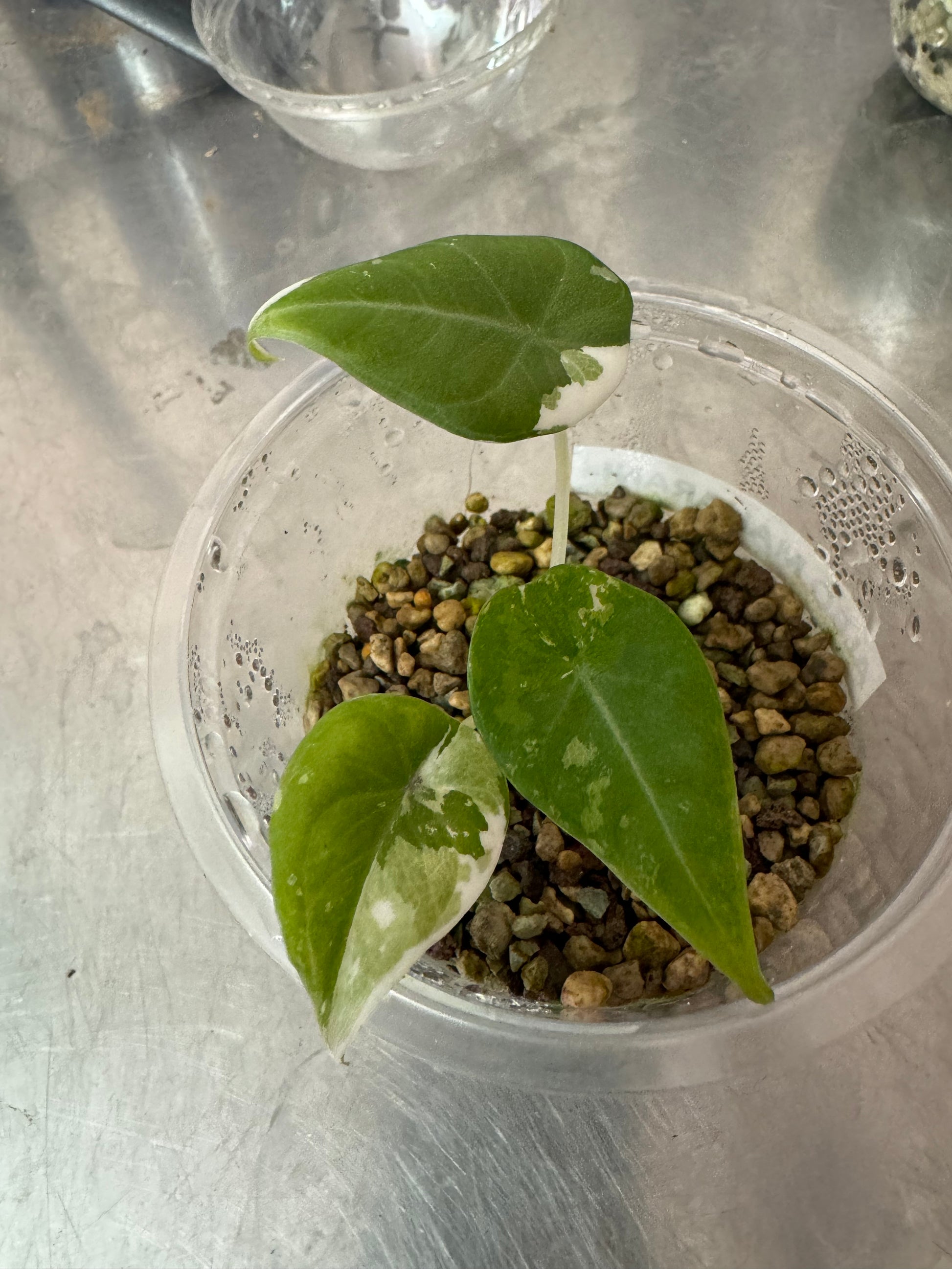 anthurium maharani Alocasia Maharani Albo Variegated – Zero's Plants