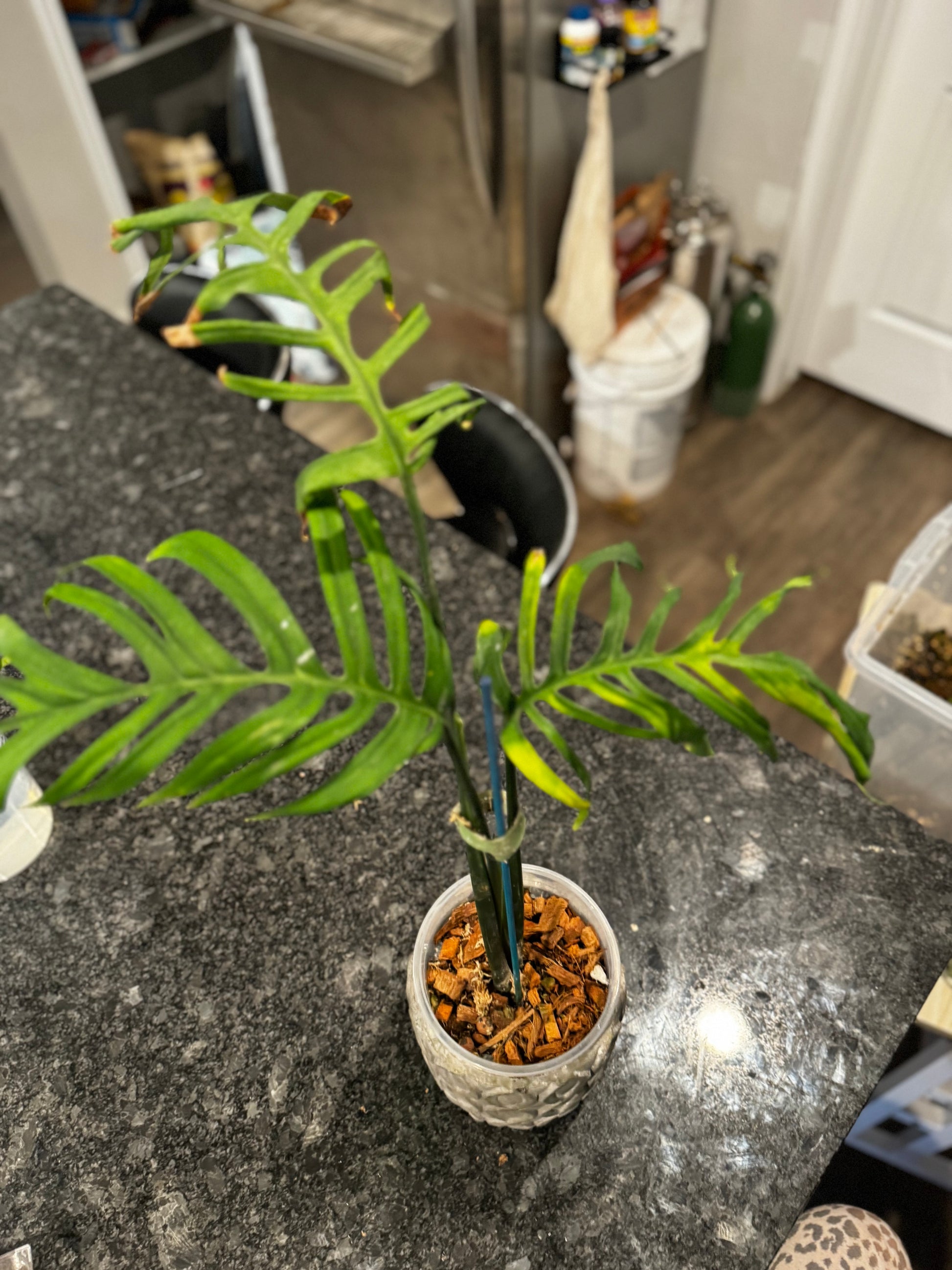 monstera plant crocs Monstera Croatii – Zero's Plants