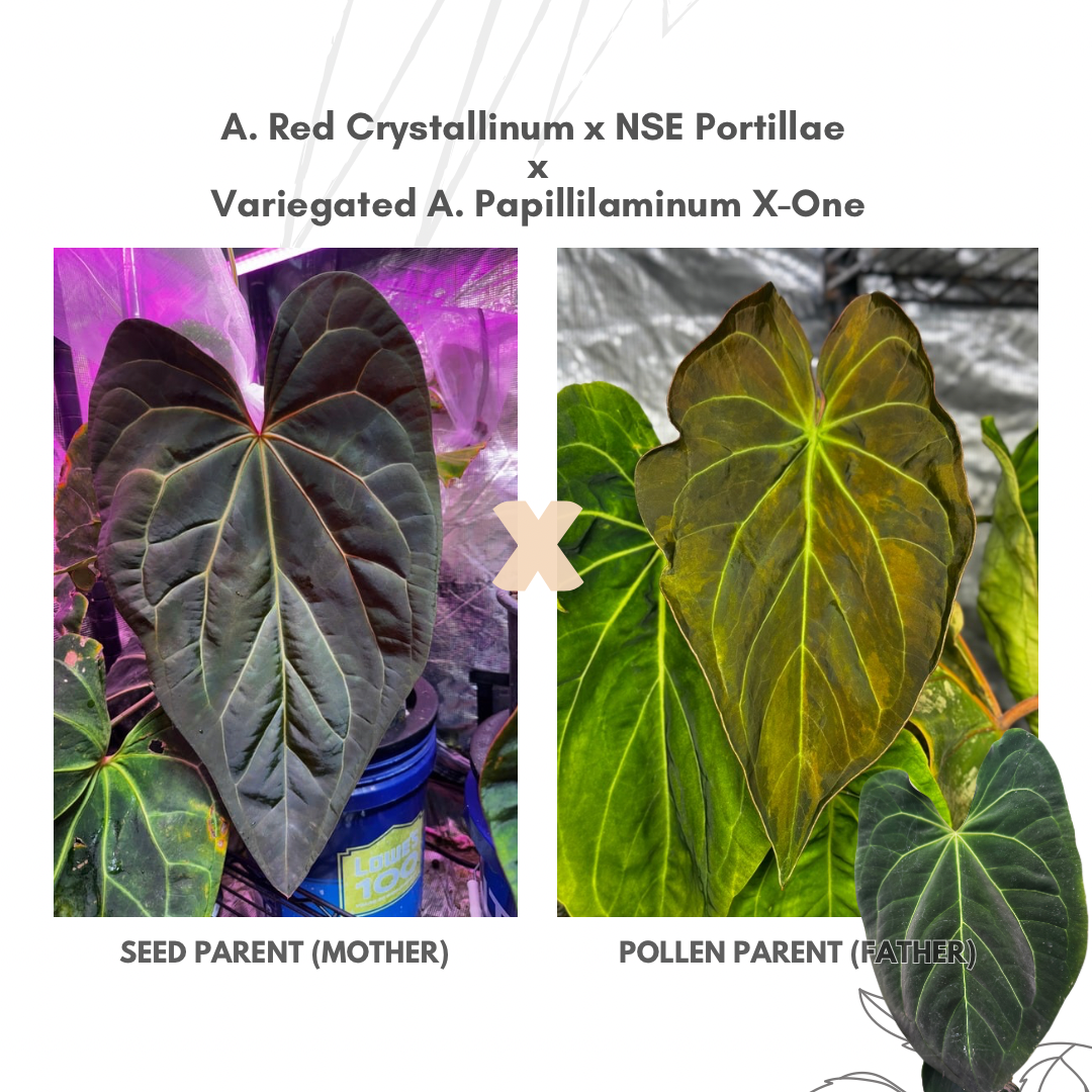 Anthurium (Red Crystallinum x NSE Portillae) x Variegated Papillilaminum X-One F2
