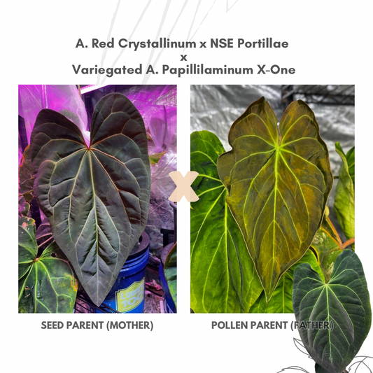 Anthurium (Red Crystallinum x NSE Portillae) x Variegated Papillilaminum X-One F2