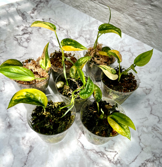 Scindapsus ‘Marahuyo’