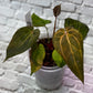 Anthurium (Red Crystallinum x NSE Portillae) x Variegated Papillilaminum X-One F2