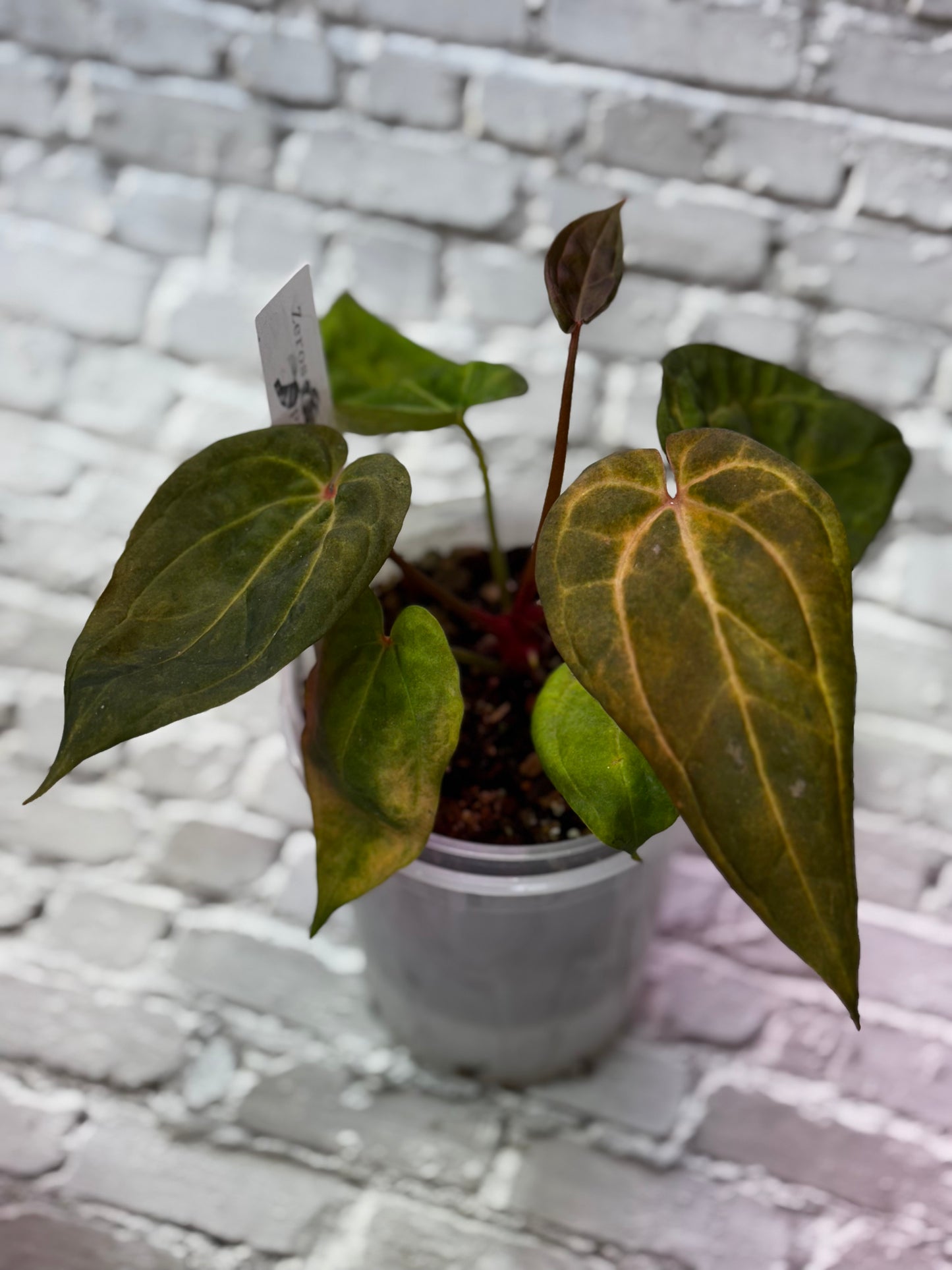 Anthurium (Red Crystallinum x NSE Portillae) x Variegated Papillilaminum X-One F2