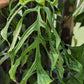 Monstera Obliqua ‘Filamentous’