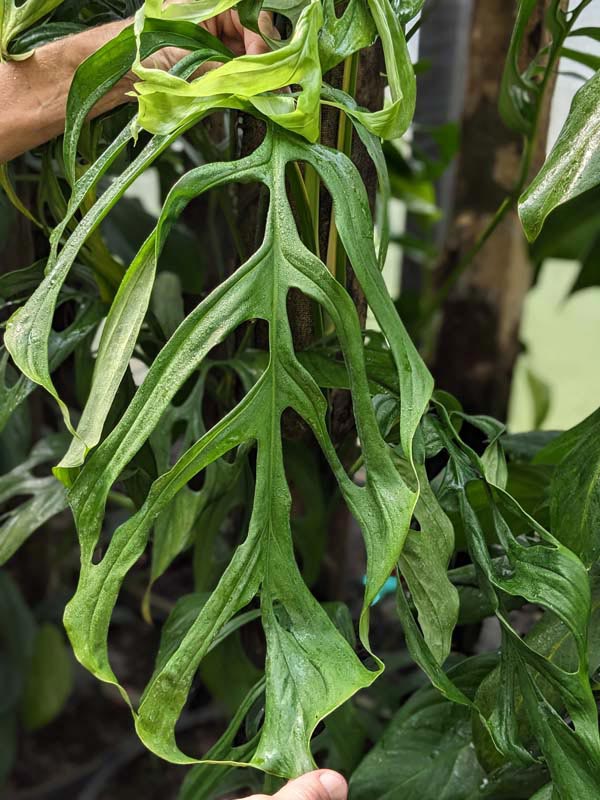 monstera nft Rare Monstera Starter Pack – Zero's Plants