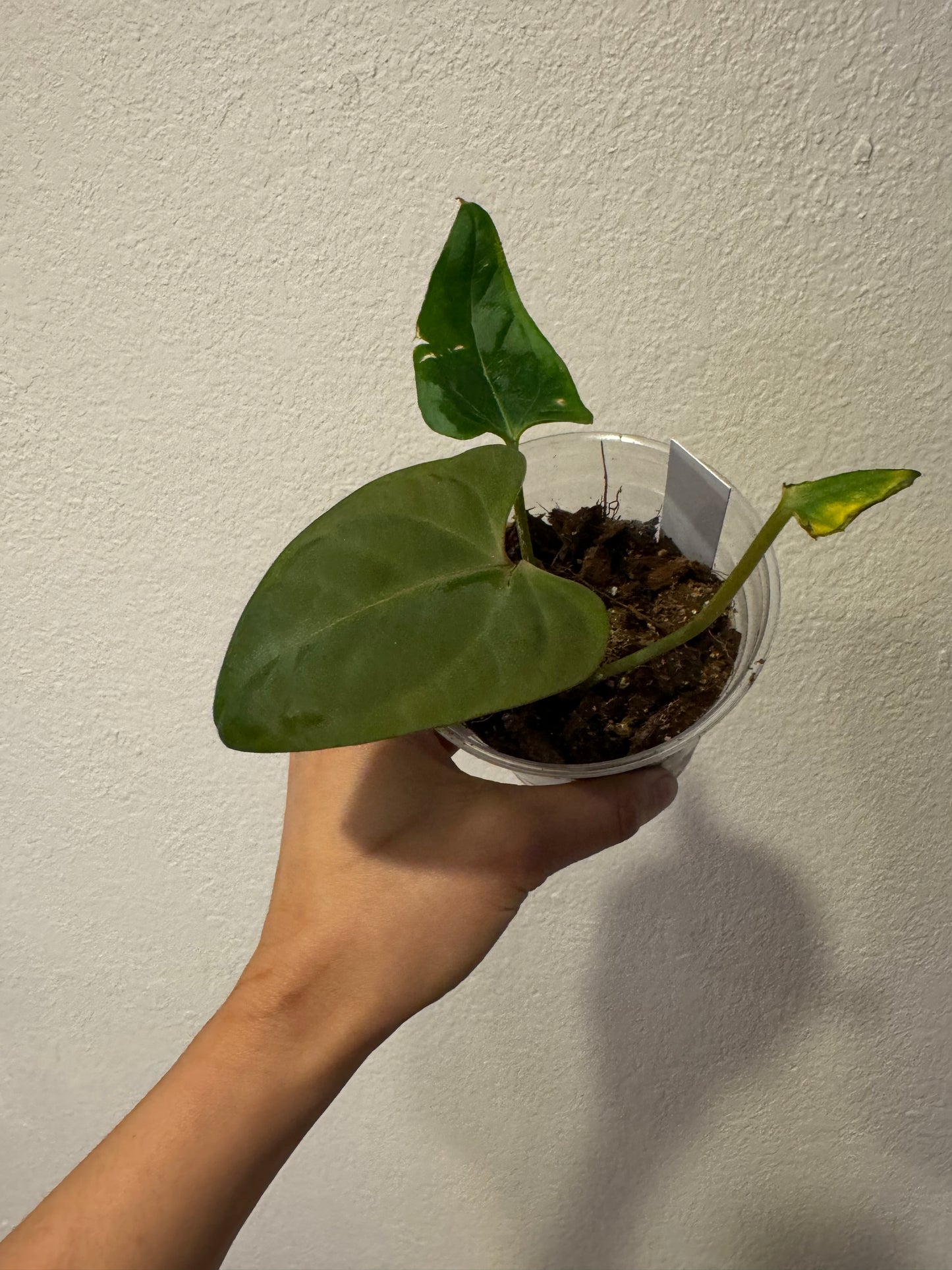 Anthurium ‘Mr. Worldwide’ (Indo Portillae x NSE Portillae)