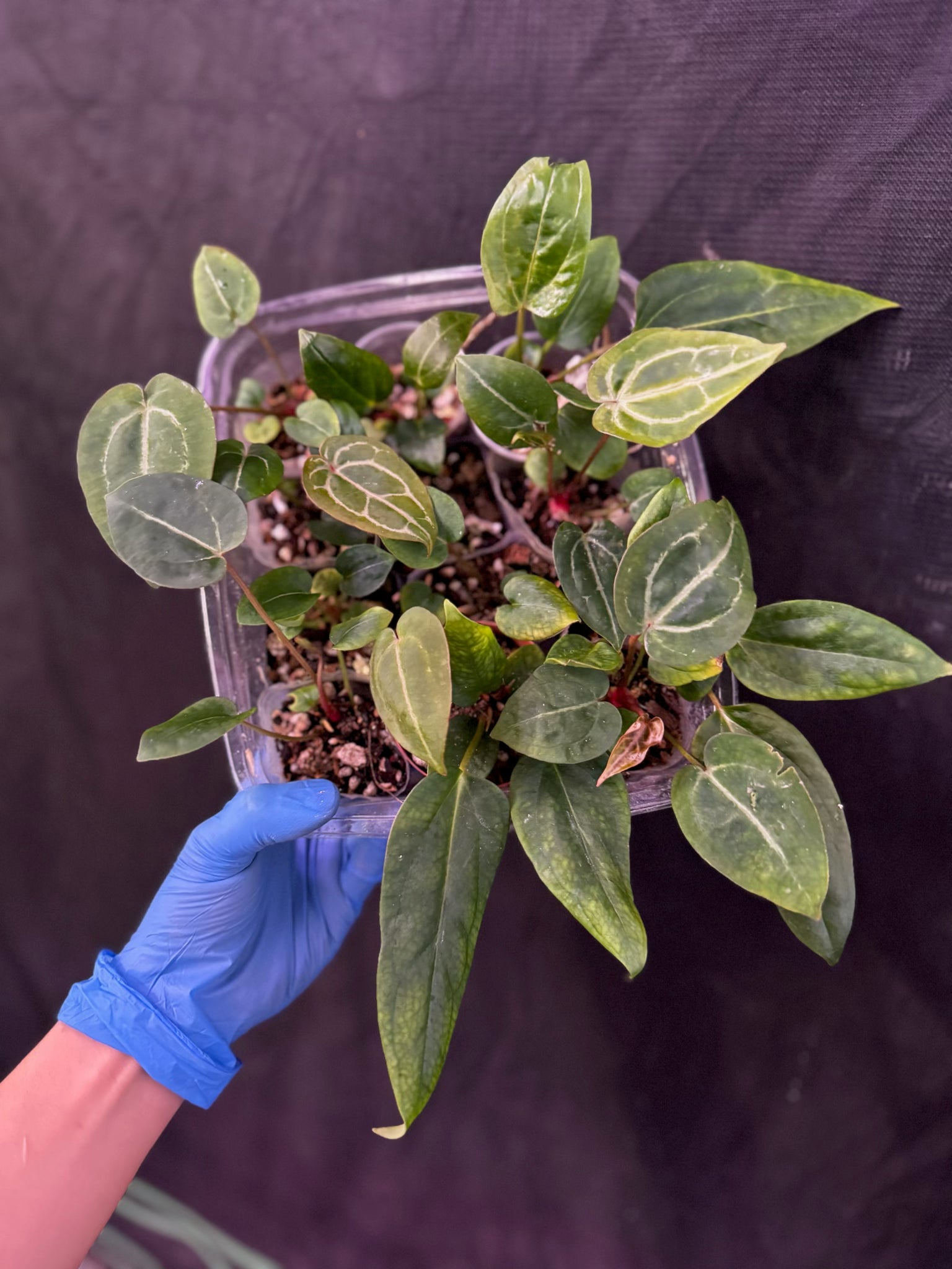 anthurium chamberlainii x portillae Anthurium (Red Crystallinum x NSE Portillae) x Ree Gardens Portillae