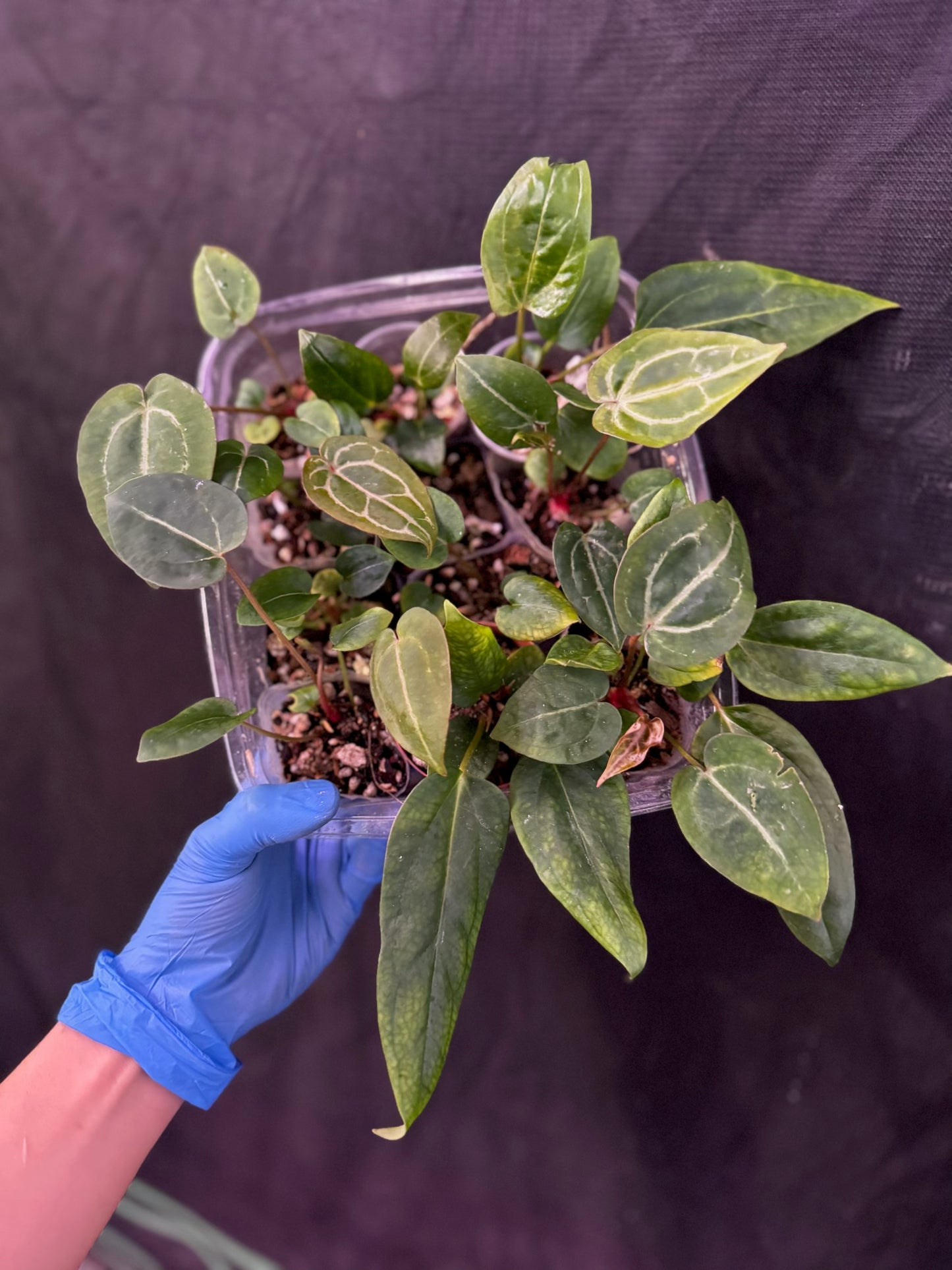 Anthurium (Red Crystallinum x NSE Portillae) x Ree Gardens Portillae | Seedlings