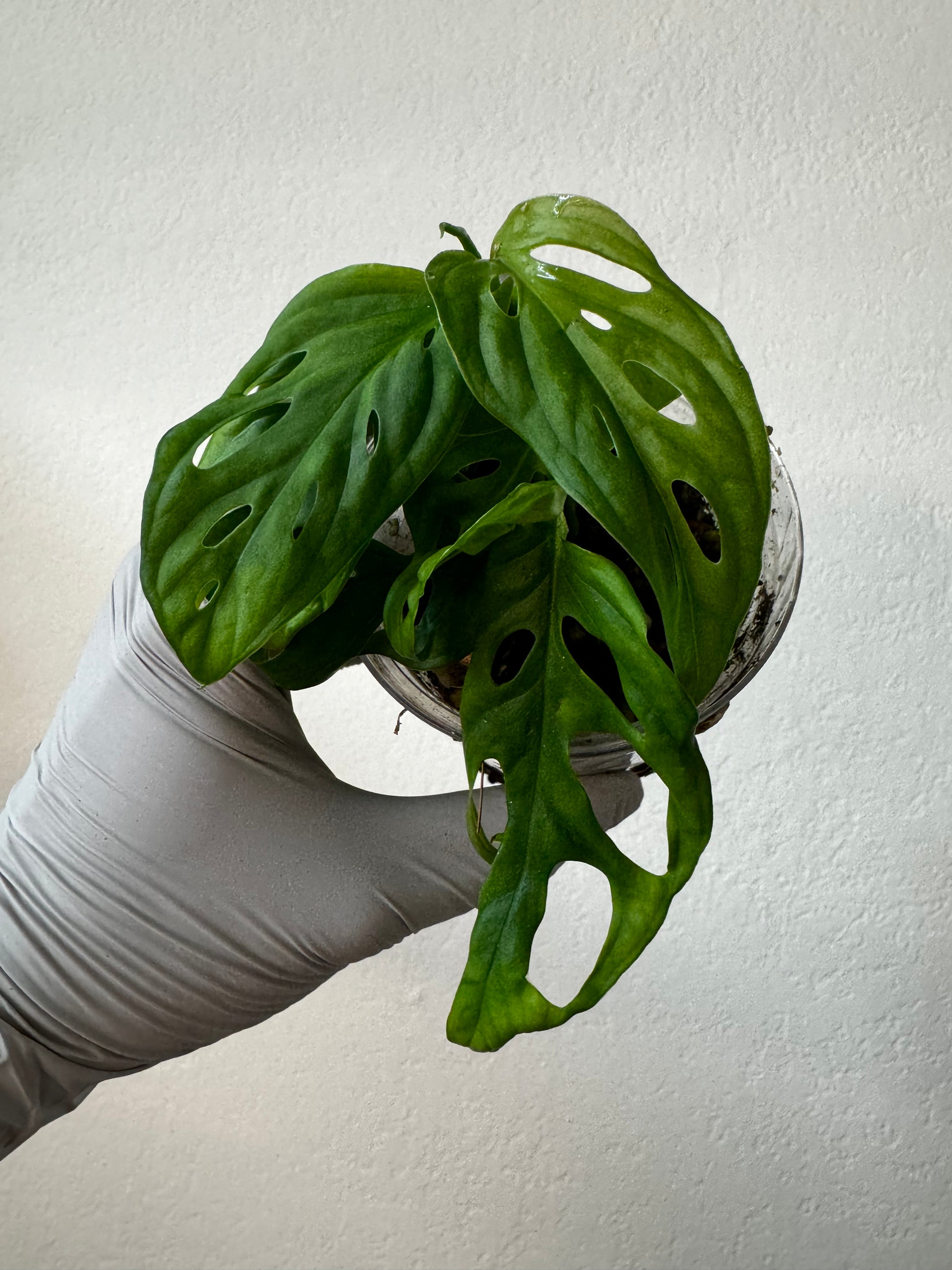 monstera adansonii runner Rare Monstera Starter Pack – Zero's Plants