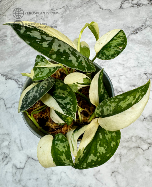 Scindapsus ‘Mayari’